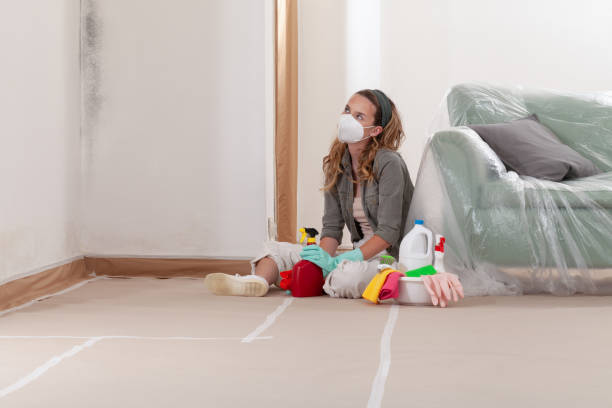 Reliable Mold Remediation contractor in Belleville, IL by Cheap Mold Removal